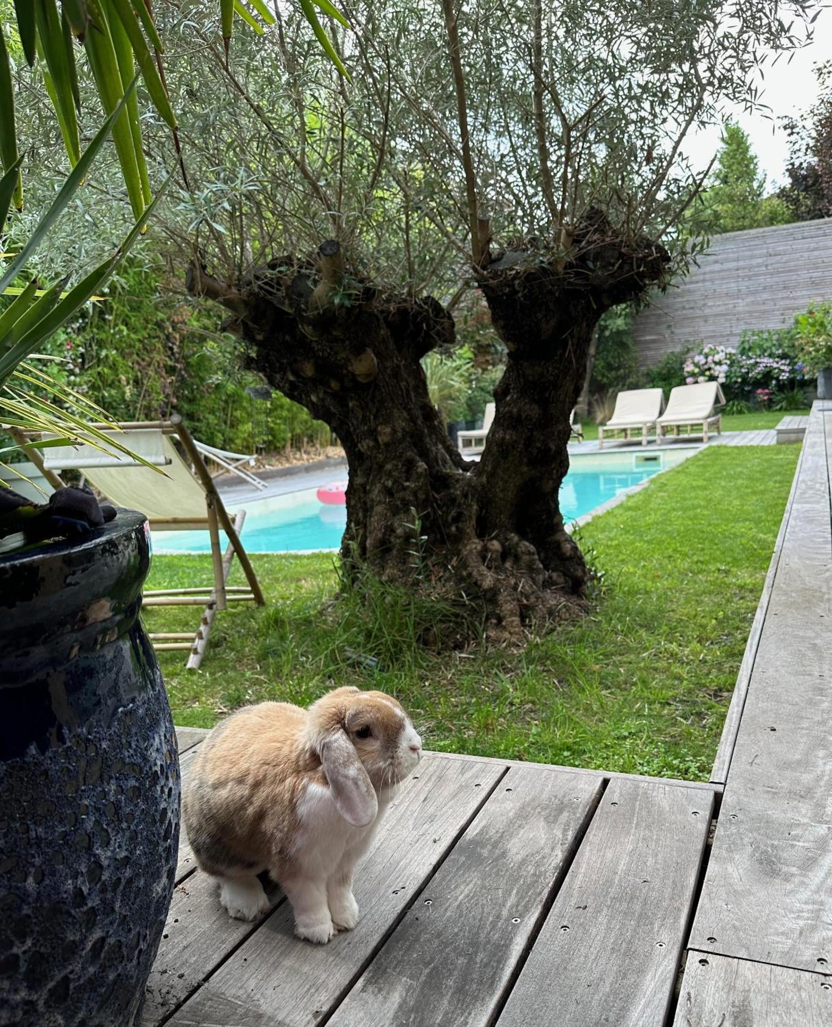 Les Penates Bordelaises - Maison D'Hotes - Guesthouse 波尔多 外观 照片